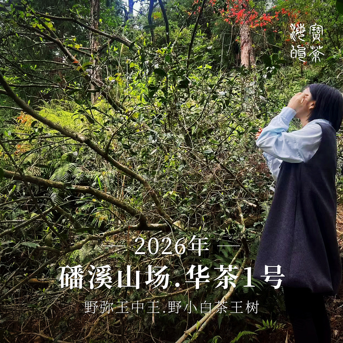 店庆第一弹 山神赋.2024年磻溪青龙山野生特级小白市场一斤六千