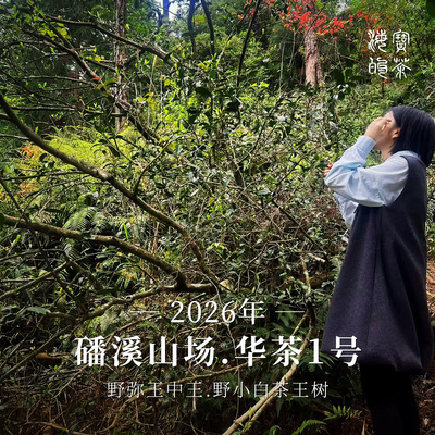 店庆第一弹 山神赋.2024年磻溪青龙山野生特级小白市场一斤六千