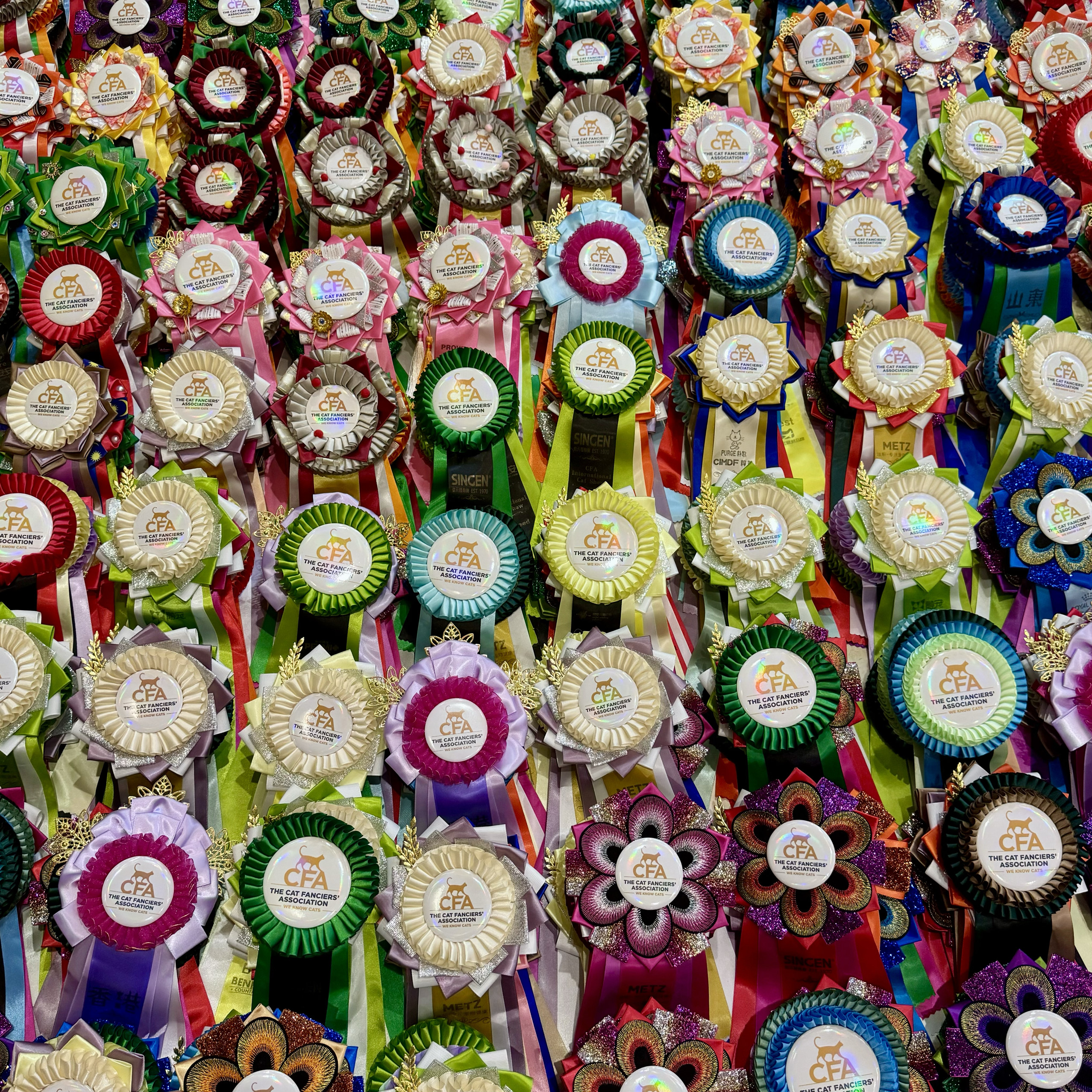 猫奖花奖花CFA买三送一