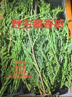 正宗煨桑烟供火供新鲜柏香枝藏地树枝香薰料天然藏 香柏香浓香型