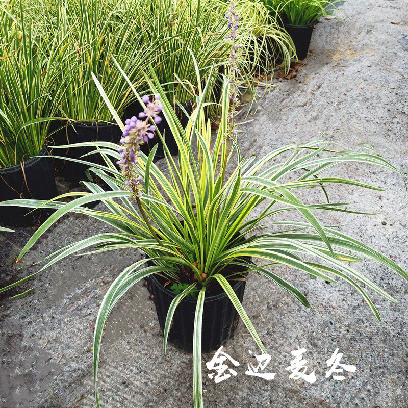 金边麦冬草苗细叶长叶麦冬草庭院正宗矮化日本矮麦冬草苗中叶耐寒