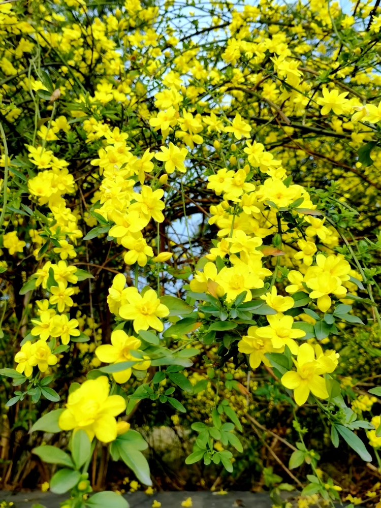 迎春花树苗迎春植物连翘花丛生黄老虎庭院地栽河边垂吊花室外耐寒