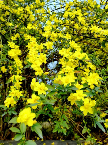 迎春花树苗迎春植物连翘花丛生黄老虎庭院地栽河边垂吊花室外耐寒