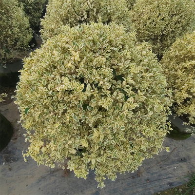 金姬小蜡落地球盆栽塔型造型多年生彩叶花境植物庭院阳台别墅栽种