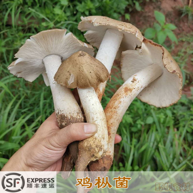 现货新鲜野生鸡枞菌500g四川
