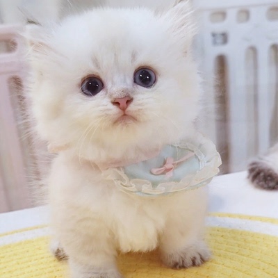 英短金渐层金点金吉拉纯种幼猫拿破仑矮脚短腿纯白长毛小猫咪活物