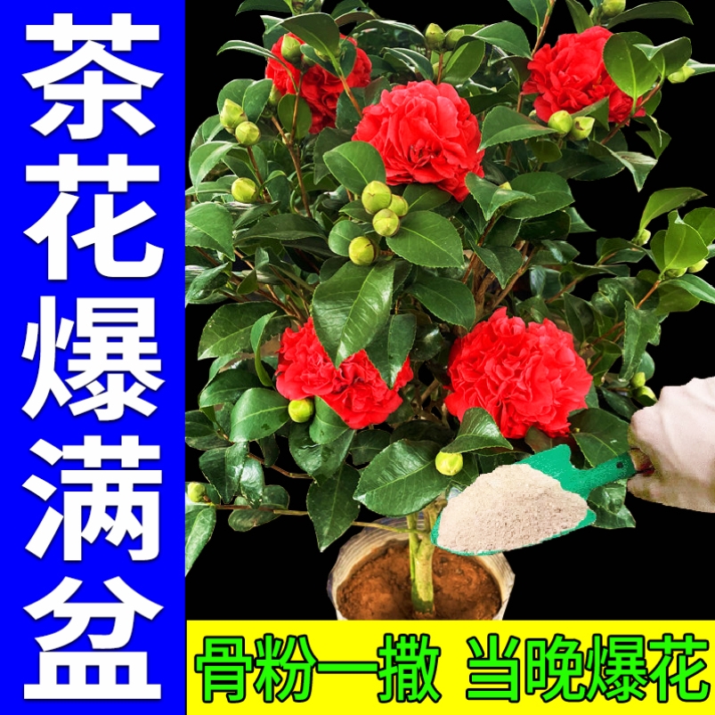 茶花肥料专用肥山茶花营养液骨粉促开花养花君子兰家用叶面肥酸性