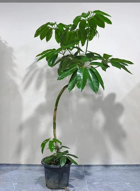 （一物一拍）保罗大叶伞客厅绿植