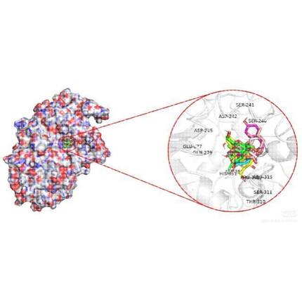 分子对接二维三维可视化作图
