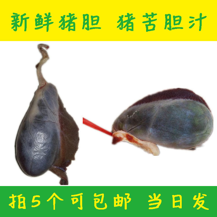 新鲜猪胆 浏阳土猪猪苦胆 猪胆囊 拍5个包邮猪胆水动物内脏猪胆汁