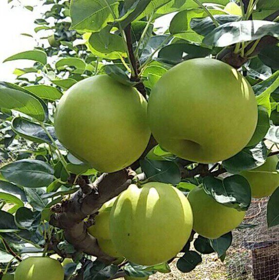 早熟梨品种翠玉梨 518梨树苗 嫁接梨苗 翡翠梨树结果苗