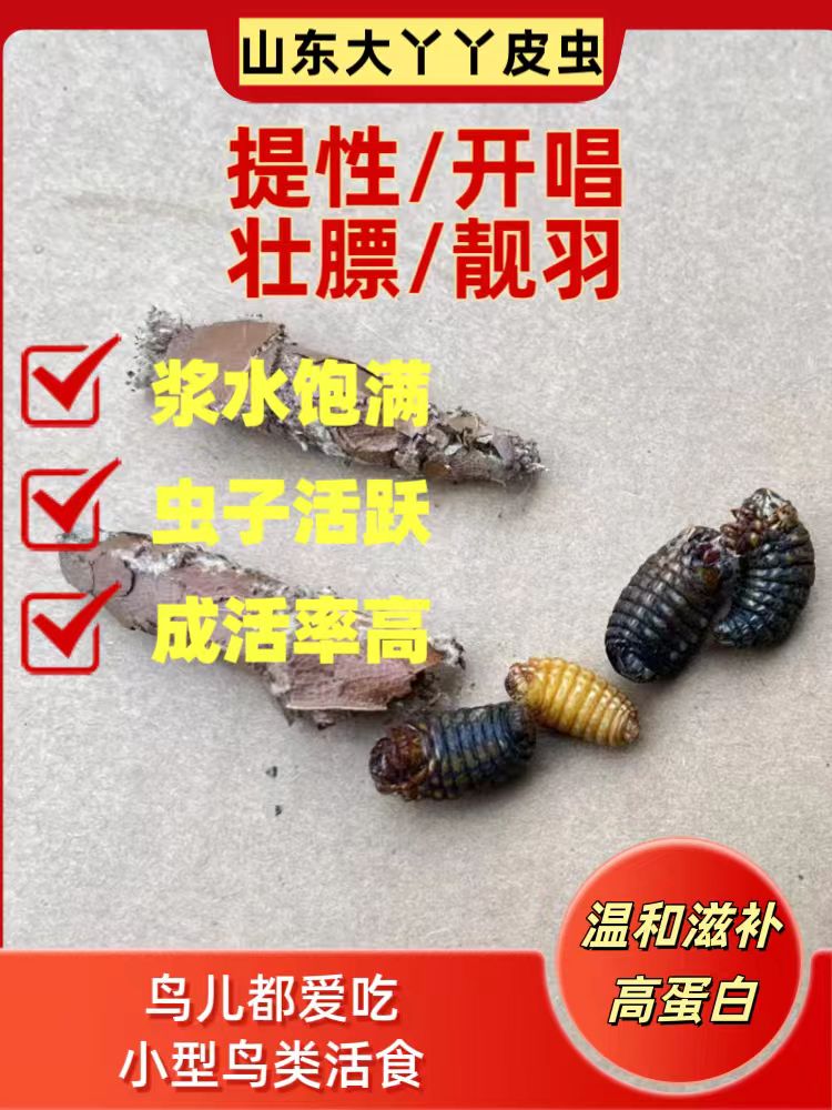 皮虫：黄壳小黑虫每斤约1000只绣眼画眉鸟食皮虫壮膘提性温不上火