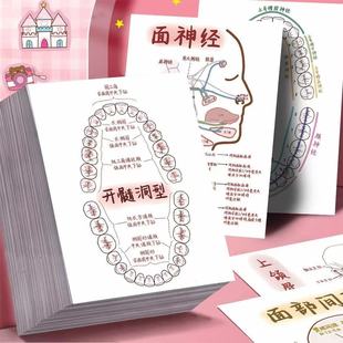 34张口腔知识点贴纸口腔医学生学习笔记牙体牙髓口腔解剖生理学贴