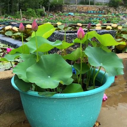 水生荷花苗食用莲藕根苗水缸盆栽大型莲花藕观赏水培水养池塘荷叶