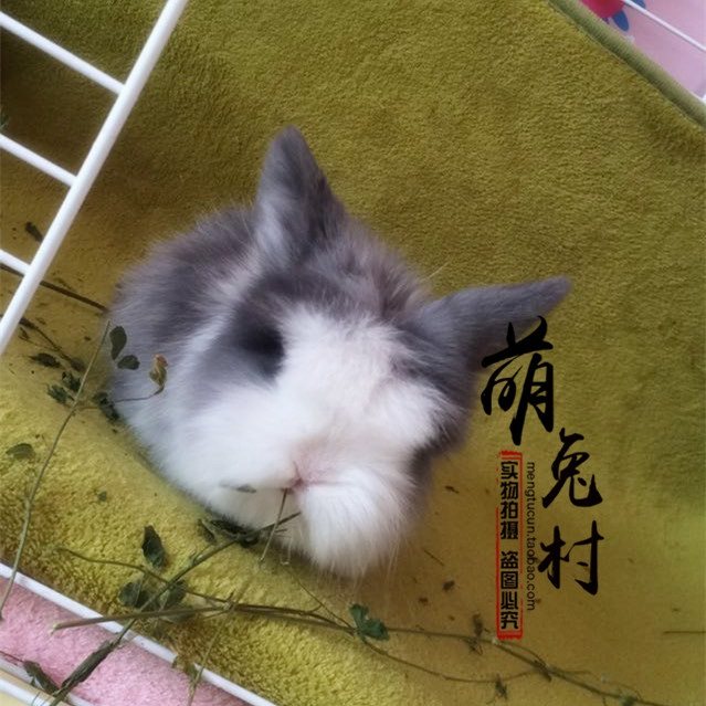 不盖脸猫猫是狮子兔吗,怎么挑选盖脸猫猫兔,盖脸猫猫兔聪明吗(第2页)_大山谷图库