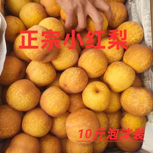 宁陵县正宗小红梨10斤熬水儿童新鲜孕妇水果梨子酸沙梨当季整箱