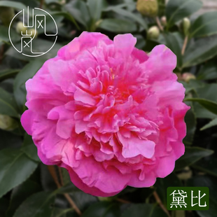 【黛比】新西兰冠军正品山茶花树苗花卉盆栽名贵品种带花苞好养活