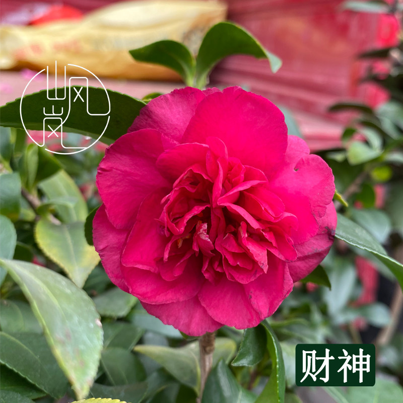 【财神茶梅】正品茶花树苗花卉盆栽名贵品种带花苞绿植好养活植物