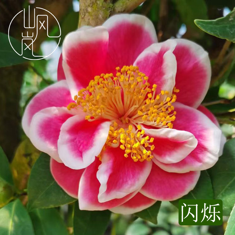 【闪烁】正品山茶花树苗花卉盆栽名贵品种带花苞绿植好养易活植物