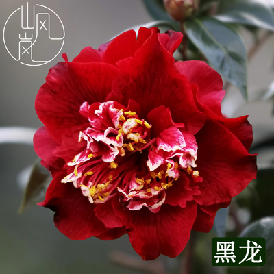 【黑龙】正品山茶花树苗花卉盆栽名贵品种带花苞绿植好养易活植物