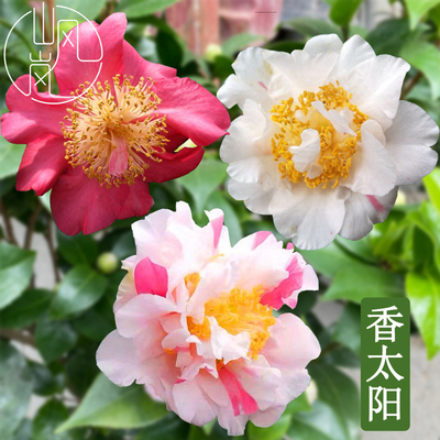 【香太阳】正品山茶花树苗花卉盆栽名贵品种带花苞绿植好养活植物