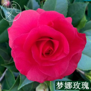 【梦娜玫瑰】正品山茶花树苗花卉盆栽名贵品种带花苞绿植好养植物