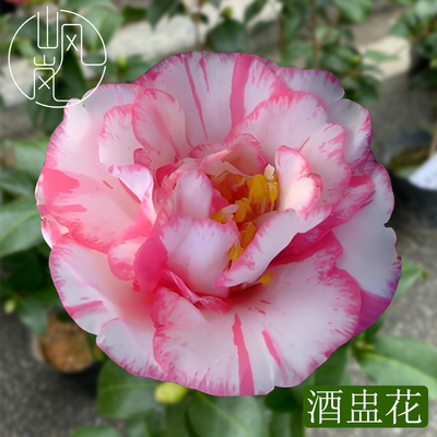 【酒盅花】正品山茶花树苗花卉盆栽名贵品种带花苞绿植好养活植物