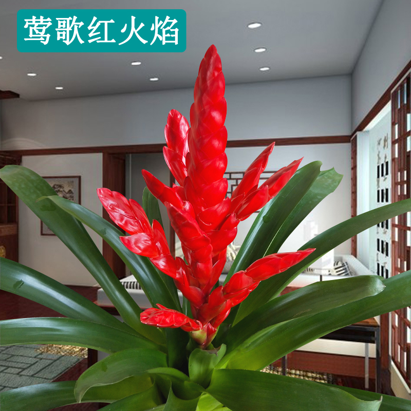 鸿运当头盆栽植物室内花好养客厅办公室绿植阳台花卉水培易活四季