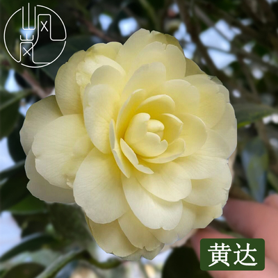 【黄达】正品山茶花树苗花卉盆栽名贵品种带花苞绿植好养易活植物