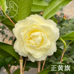 【正黄旗】正品山茶花树苗花卉盆栽名贵品种带花苞绿植好养活植物