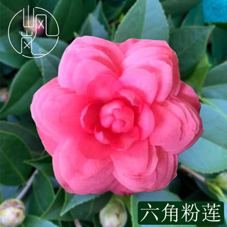 【六角粉莲】正品山茶花树苗花卉盆栽名贵品种带花苞绿植好养植物