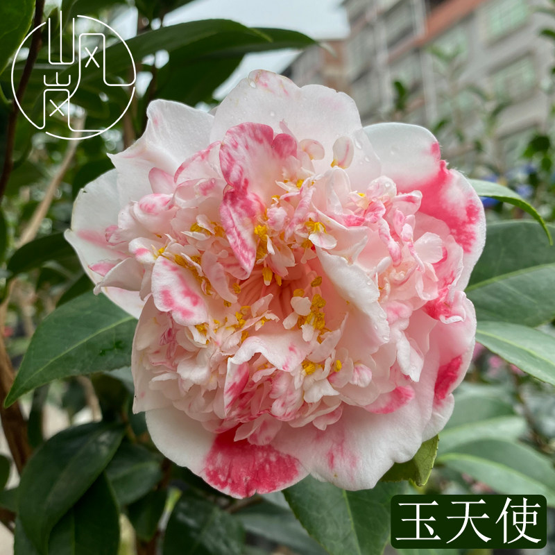 【玉天使】正品山茶花树苗花卉盆栽名贵品种带花苞绿植好养活植物