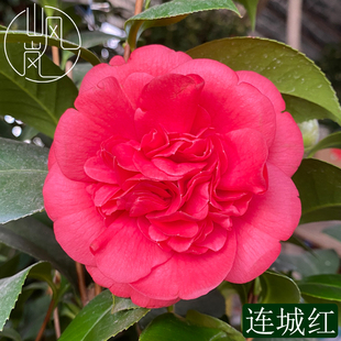 【连城红】正品山茶花树苗花卉盆栽名贵品种带花苞绿植好养活植物