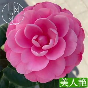 【美人艳】正品山茶花树苗花卉盆栽名贵品种带花苞绿植好养活植物