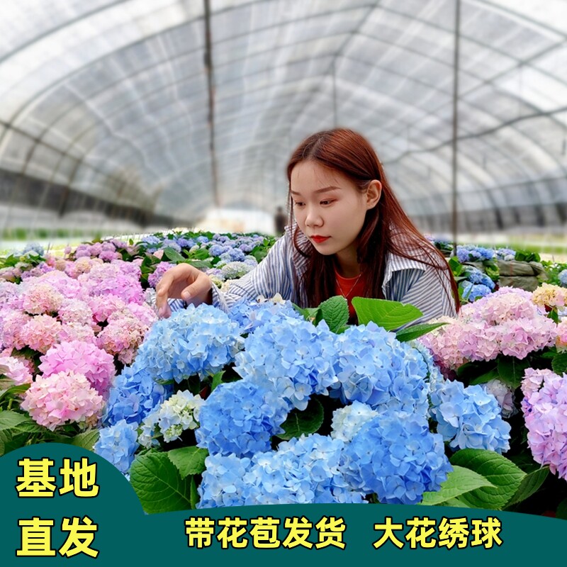 绣球花无尽夏带花苞佳澄落跑新娘盆栽绿植老桩耐寒好养活室内阳台