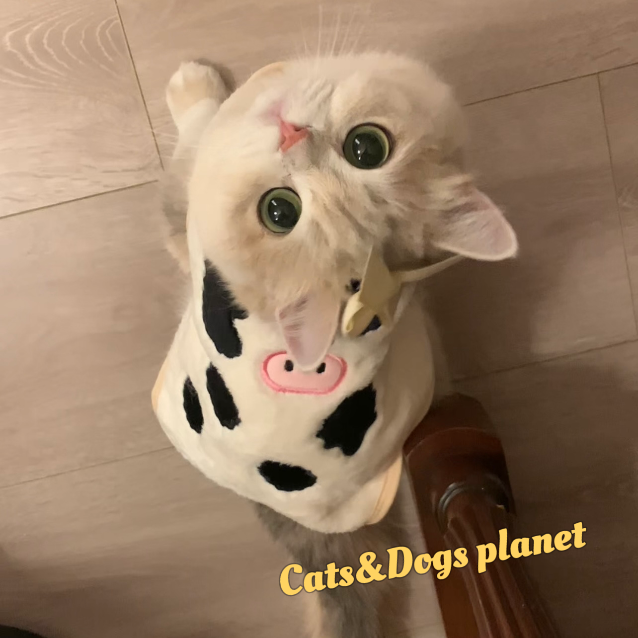 猫咪衣服小狗狗秋冬款背心马甲宠物服装蓝金渐层布偶德文奶牛保暖