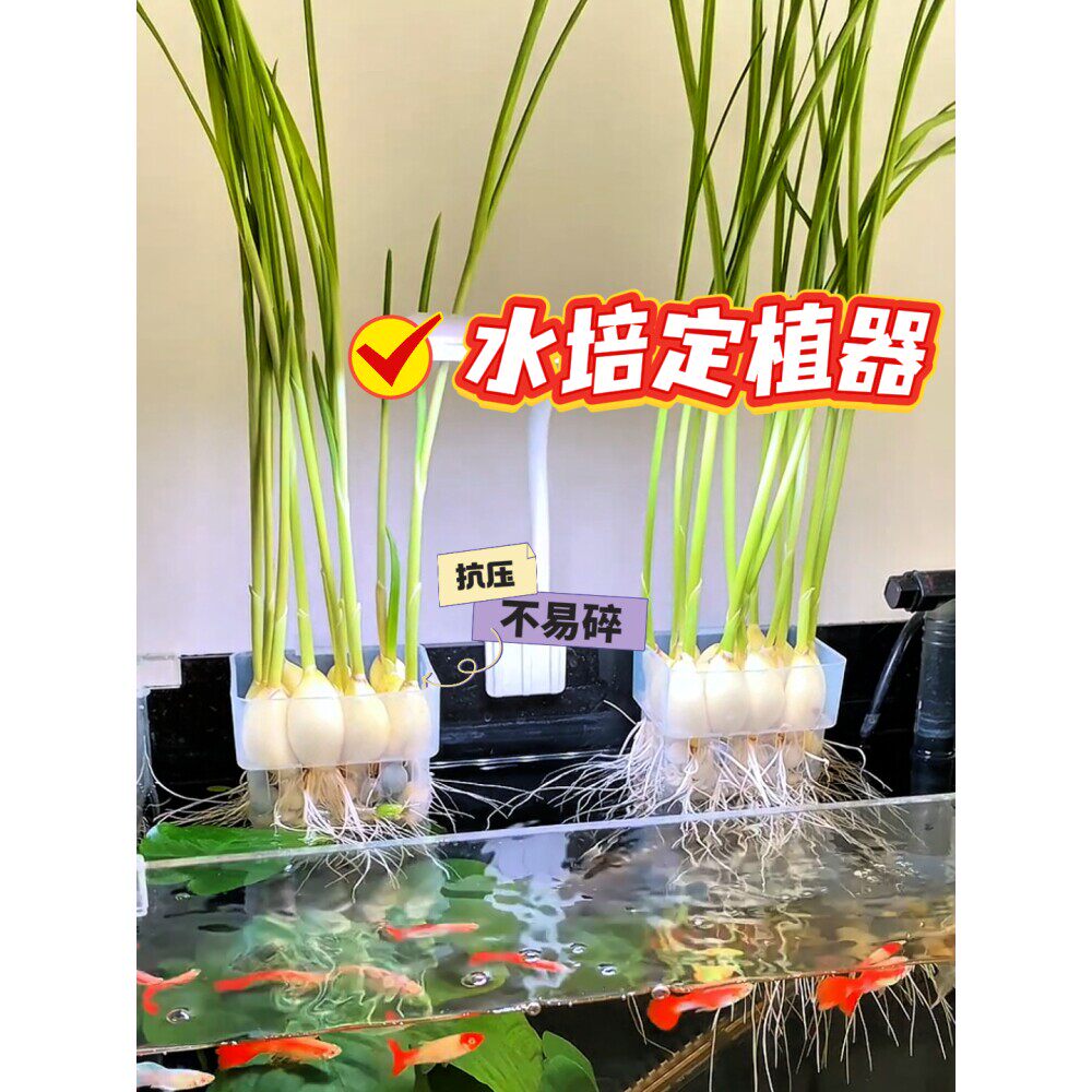 郁金香水培固定篮花盆绿萝龟室内背竹蔬菜观音竹绿植鱼缸水培器皿