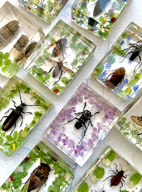 【昆虫】标本昆虫标本亚克力透明昆虫标本纯手工 8×6×3cm