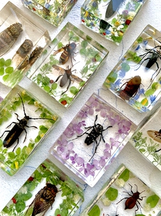 【昆虫】标本昆虫标本亚克力透明昆虫标本纯手工 8×6×3cm
