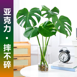 高透亚克力塑料花瓶水培龟背竹龙鳞春雨羽专用器皿插富贵竹马醉木