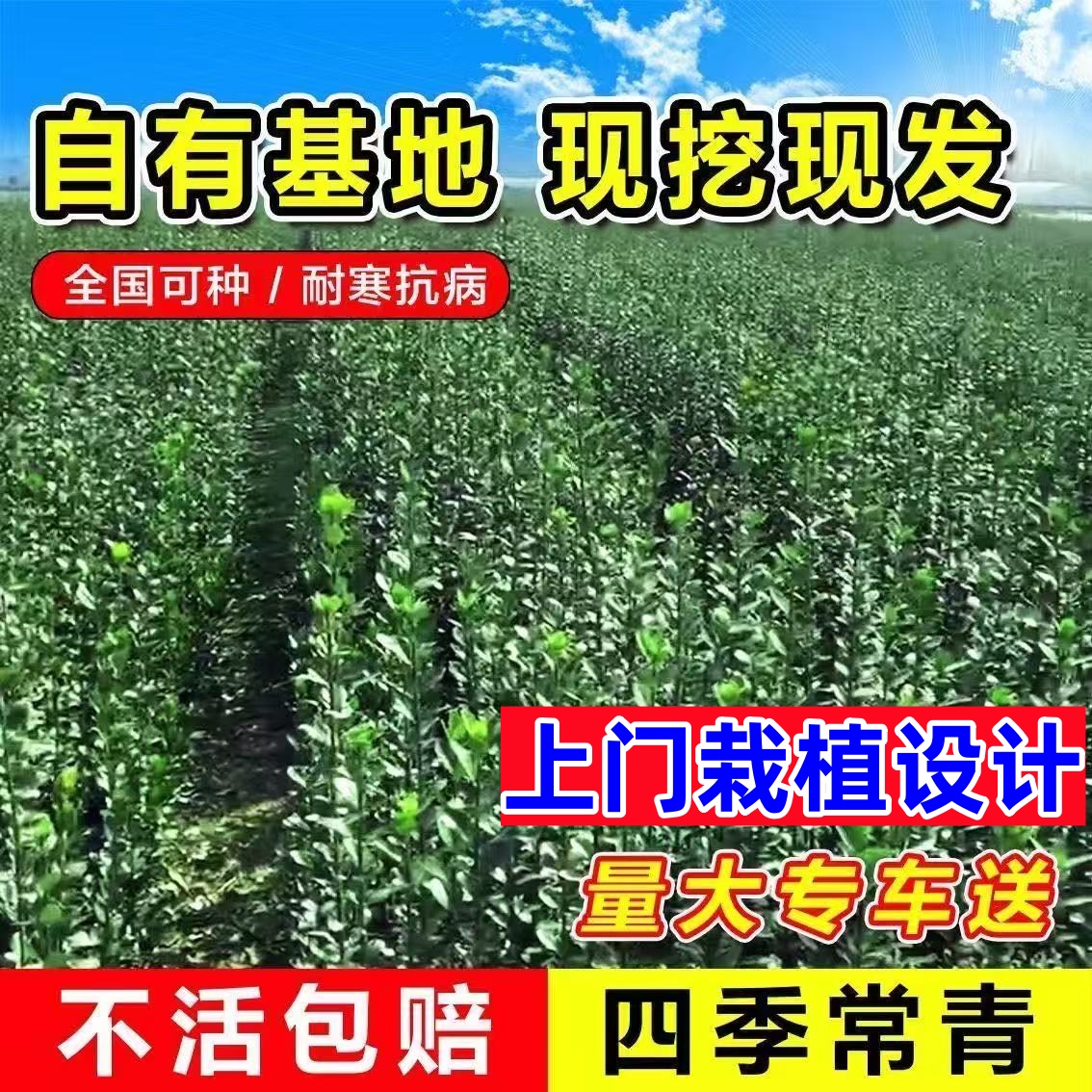 北海道黄杨树苗围墙大叶冬青树