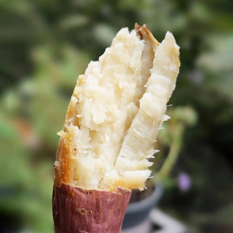 诗意人生原生态农家自种冰蜜薯