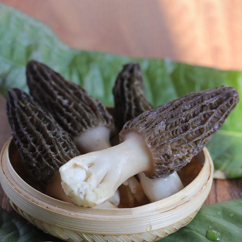 云南高山当季头茬新鲜特级牛肚菌非干货高原野生菌特产菇蘑礼盒装