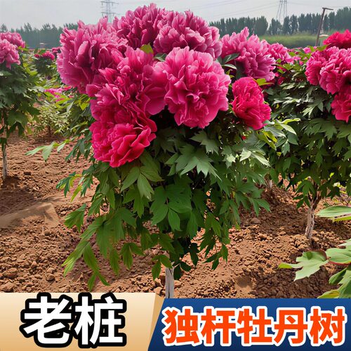 树形老桩独杆牡丹花苗大苗观赏重瓣田园地栽庭院别墅耐寒耐旱正宗