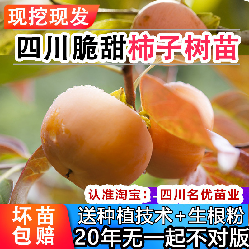 【该商品100%正宗】柿子树苗图片
