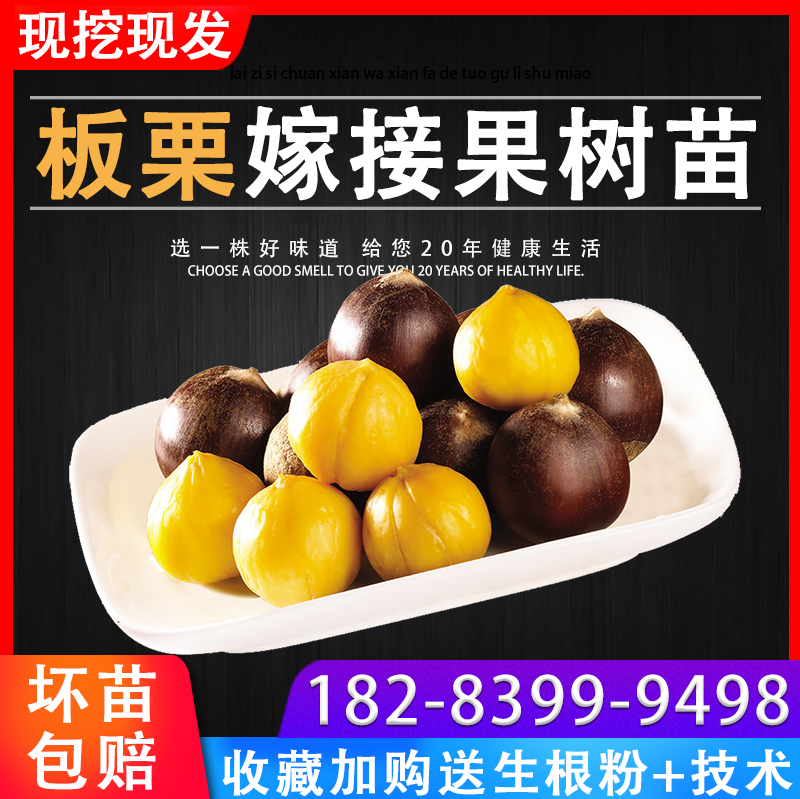 【该商品100%正宗】板栗树苗