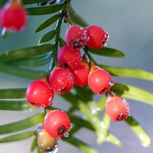 正宗紅豆杉苗木十大名貴樹苗綠植盆栽盆景北方南方種植庭院旺宅樹
