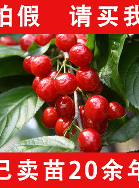 正宗大樱桃树苗车厘子红妃樱桃树苖南方种植嫁接苗水果树果苗大全