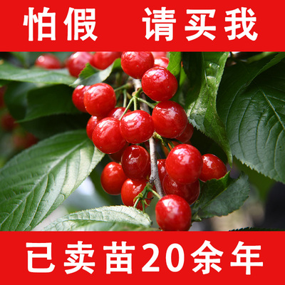 【该商品100%正宗】车厘子樱桃树