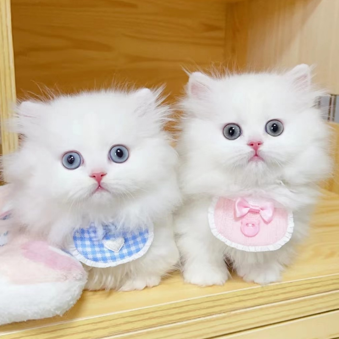 纯种拿破仑猫长毛幼猫米努特活体宠物猫金渐层短毛猫曼基康矮脚猫